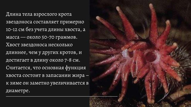 Интересно / самые страшные животные в мире смотреть онлайн