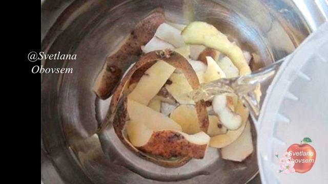 ВСЕГО 1 КАПЛЯ НА ЛИТР ОТВАРА И РАССАДА РАСТЕТ ПРИЗЕМИСТОЙ И КОРЕНАСТОЙ. ПРОВЕРЕННЫЙ БАБУШКИН РЕЦЕПТ смотреть онлайн