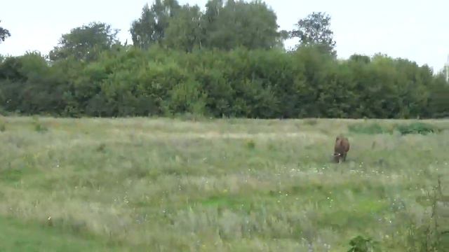 Хутор Вершина Прохоровского района