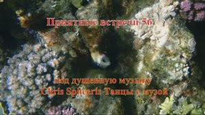 Приятные встречи 56 Померанцевая ласточка темноватый стегастес под музыку Chris Spheeris Танцы