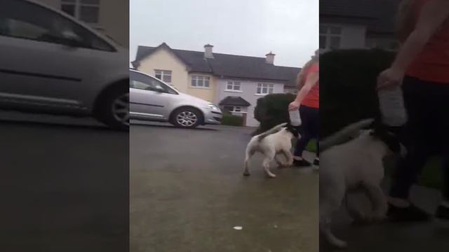 AKIHIKO NaragaBully. Bull Terrier. 15 weeks смотреть онлайн