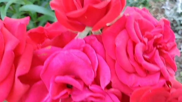 Комнатные розы в открытом грунте г Ставрополь Алина хозяйка смотреть онлайн