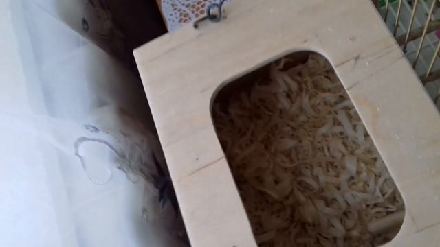 Самодельные гнездо для волнистых попугаев смотреть онлайн