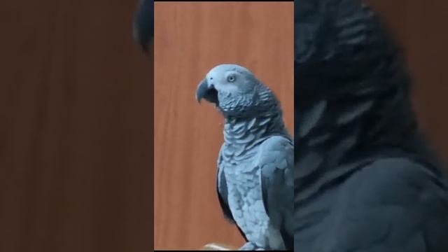 ...Посидим? - Посидим. - Пойдем работать!.. смотреть онлайн