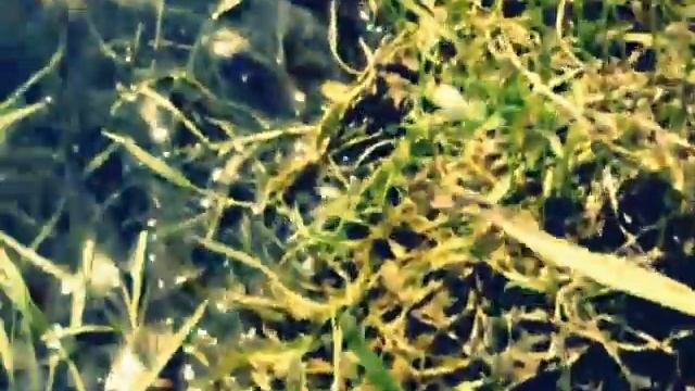 Ондатра / Vydra / otter / rat / beaver / Loch Ness monster смотреть онлайн