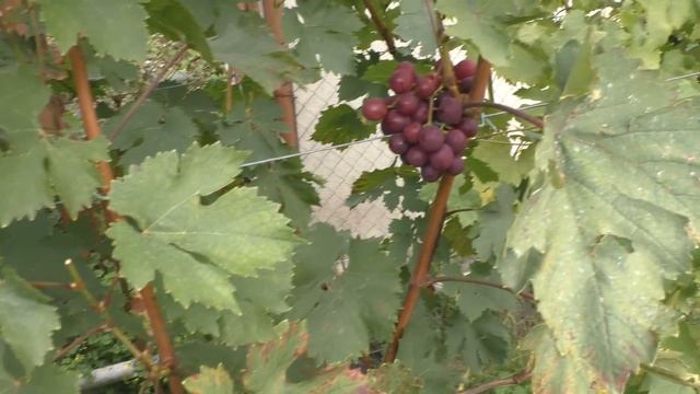 Сеня - супер сорт, незаслуженно обделенный вниманием смотреть онлайн