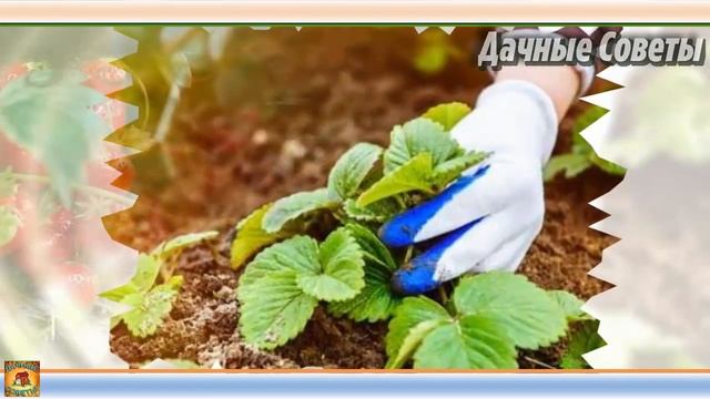 ОКАЗЫВАЕТСЯ не все ТАК ПРОСТО Когда нужно скашивать ботву клубники для ПОВЫШЕНИЯ УРОЖАЙНОСТИ