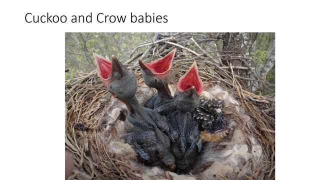 Why does a Cuckoo bird lay eggs on a nest of crows? смотреть онлайн