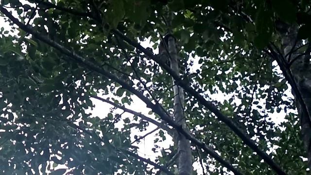 СПАСАЕМ! СОБАКИ ЗАГНАЛИ КОТА НА ДЕРЕВО.