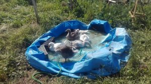 Водоем для гусей