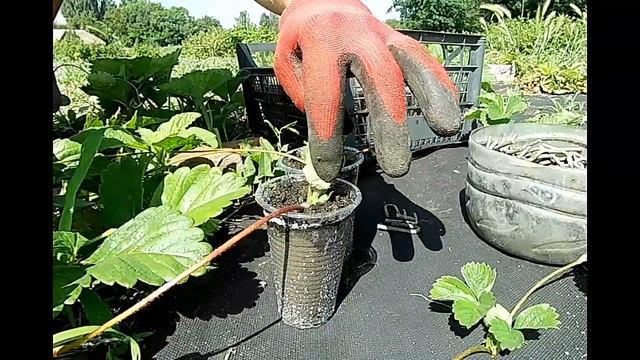?Размножение клубники усами Выращивание земляники в стаканчиках Рассада клубники в стаканчиках смотреть онлайн