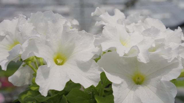 Петуния грандифлора ДРИМС БЕЛАЯ смотреть онлайн