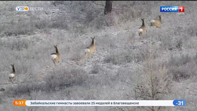 "Перепись" диких животных по следам стартовала в Забайкалье смотреть онлайн