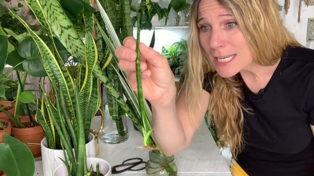 Snake Plant Propagation (Sansevieria): 3 Different Ways to Make Free Plants! смотреть онлайн