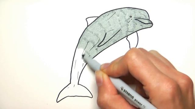 Drawing and Coloring Orca Killer Whale - Sea Animals Learning Colors Colored Book For Childrens смотреть онлайн