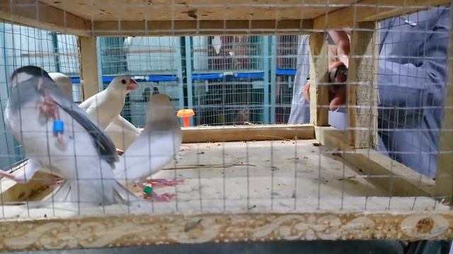 Java Finch Ko New Home Mein Shift Kardya смотреть онлайн