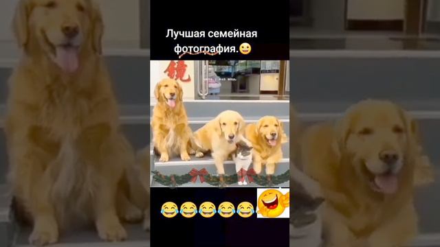 Лучшее семейное фото. смотреть онлайн