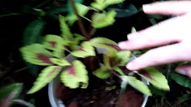 CARA STEK PUCUK BATANG MIANA BAGI PEMULA ✨Tanaman Hias Murah Viral✨ смотреть онлайн