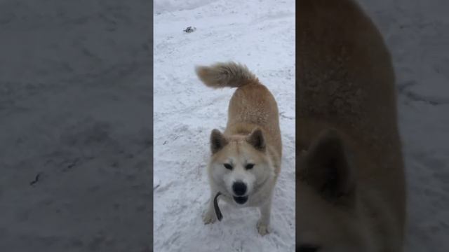 Дрессировка Герды смотреть онлайн