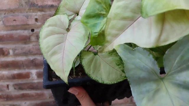 Tanaman Hias Syngonium Mango Allusion #tanamanhias #syngoniummangoallusion #syngonium #arushafarm