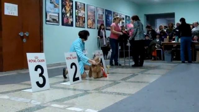 Моно пуделей Уфа-2015 - Забавный колокольчик Урсиния 2 смотреть онлайн