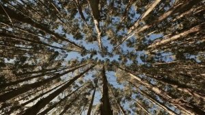 Звуки леса. Сосновый бор. Sounds of the forest. Pine forest.