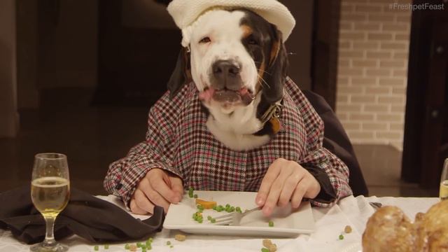 Freshpet Holiday Feast - 13 Dogs and 1 Cat Eating with Human Hands смотреть онлайн