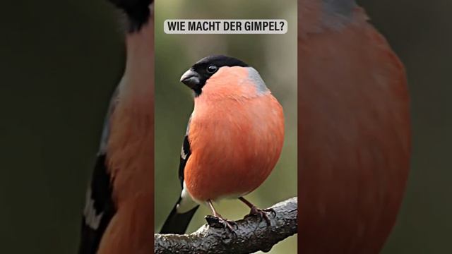 Der Gimpel Gesang смотреть онлайн