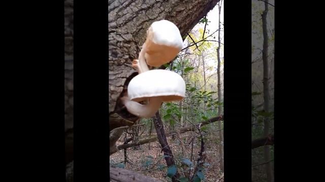 Finding Elm Oysters in the Woods смотреть онлайн