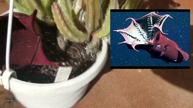 Stapelia Leendertziae and gigantea смотреть онлайн