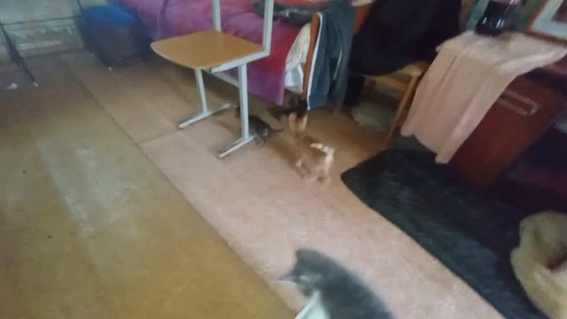 Сочи. Приют Люськин Дом 🏠 Котята помесь с мейнкуном. В добрые руки. 89182070046 смотреть онлайн