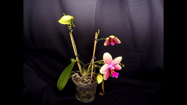 Phalaenopsis Liodora смотреть онлайн