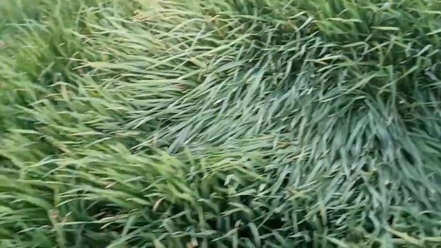 13-14-МАЙ. ШОШИЛИНЧ: УЗБЕКИСТОНДА БОШЛАНДИ ОБ ХАВО КЕСКИН ЎЗГАРАДИ ХАЛҚ ОГОХ БЎЛИНГ смотреть онлайн