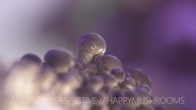 Stunning 7 Day Mushroom Grow Time Lapse | Pioppino смотреть онлайн