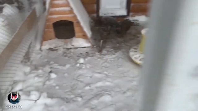 Фазаны в экстремальных условиях. Фазаны зимой. смотреть онлайн