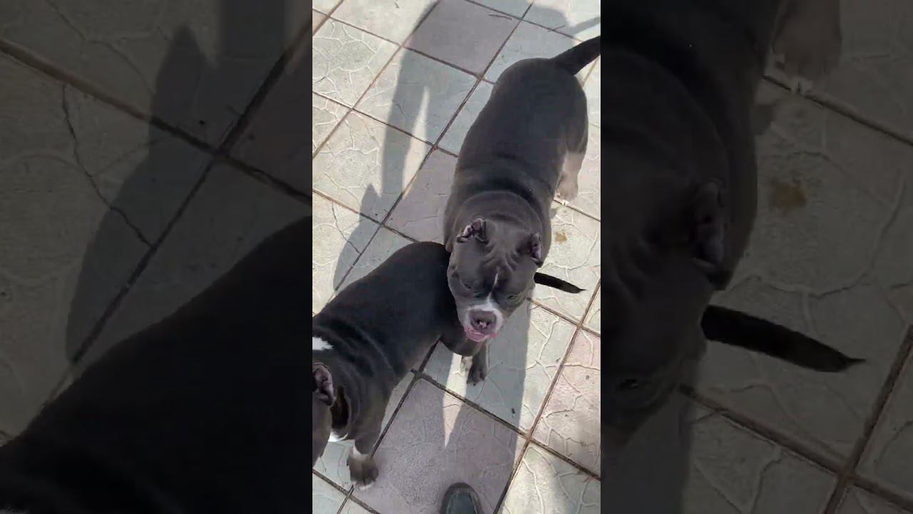 Апорт вразвалочку #americanbully смотреть онлайн