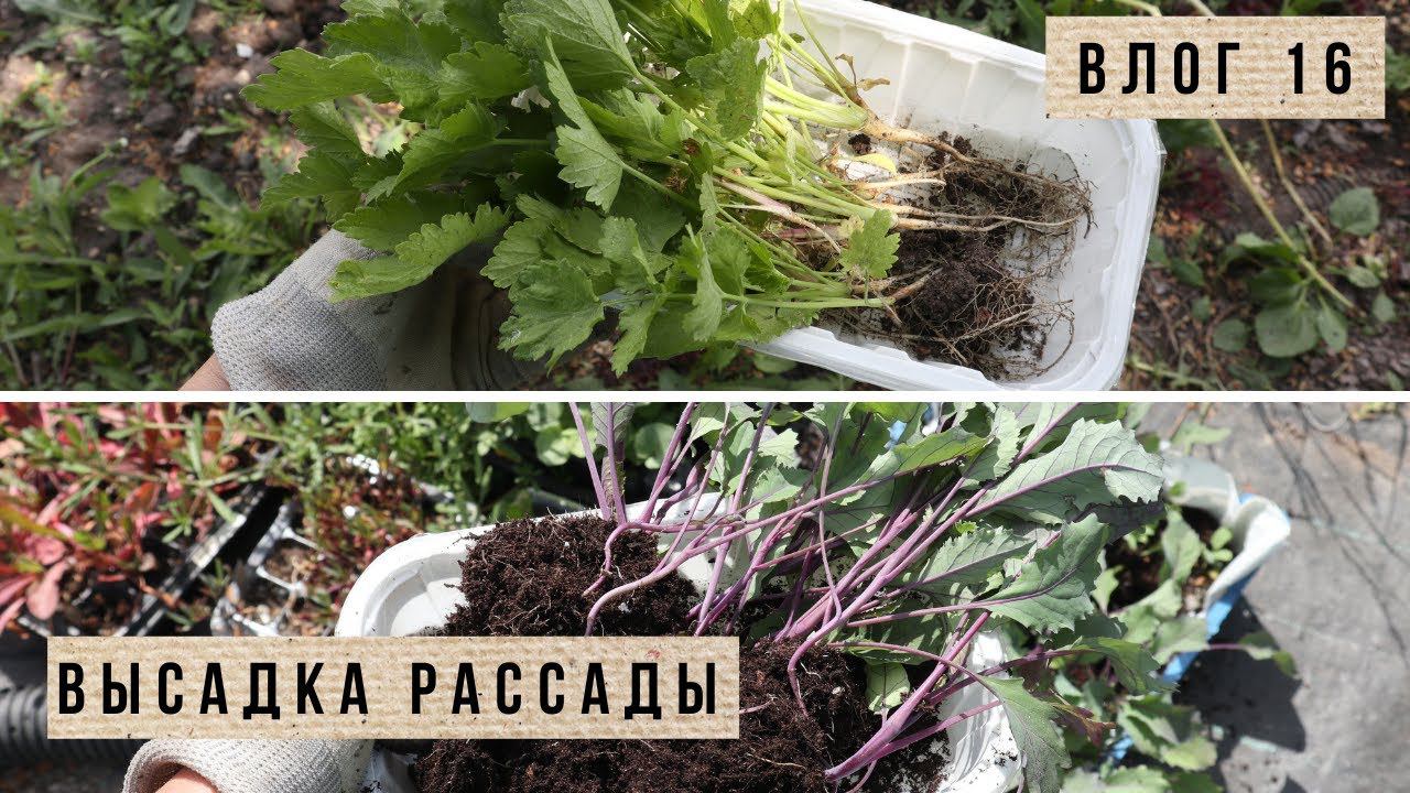 Высаживаю рассаду / Влог 16 смотреть онлайн