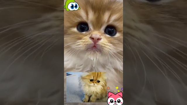 Милее не бывает #котята смотреть онлайн