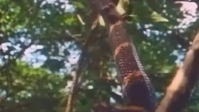 Амурский полоз