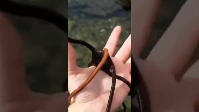 Офиура, или змеехвостка.Внешне похожи на морских звёзд.? Тайны Океанов смотреть онлайн