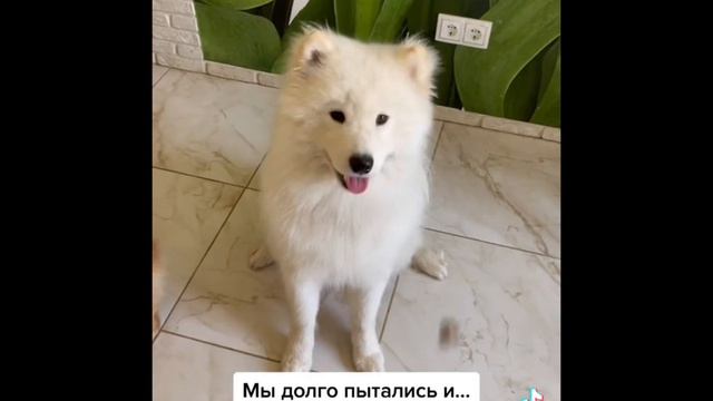 выпуск Забавные животные, смешные и милые подборка из тик тока смотреть онлайн