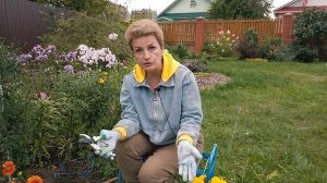 Планируем новую клумбу. Посадка хризантем