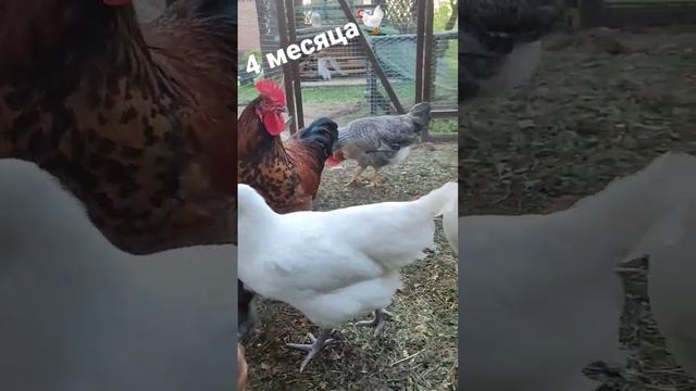 Цыплятам 4 месяца🙈#деревенскаяжизнь #курица #цыплята смотреть онлайн