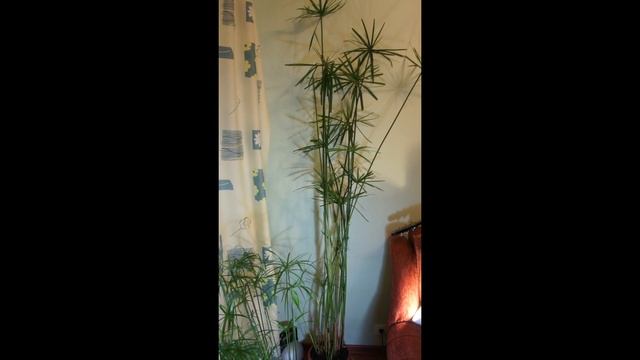 8.08. и 9.08.17 Бегония цветёт ) Циперус "Мутант" ) - маточное растение и молодое. смотреть онлайн