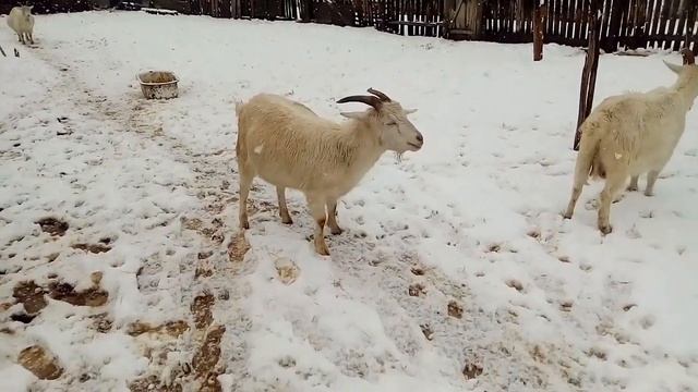 С чего начинаются драки у коз смотреть онлайн