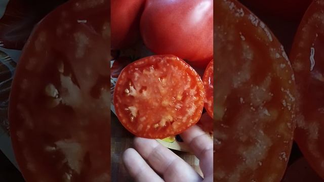 Томат Адонис из Риги. Коллекционный сорт томата. Семена есть в наличии. смотреть онлайн