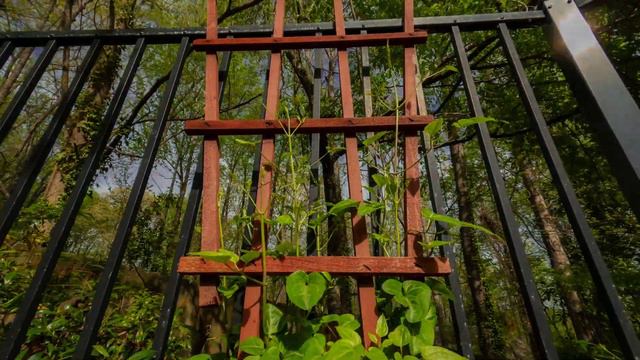 Clematis Time Lapse смотреть онлайн