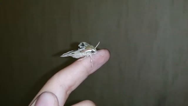 Бражник молочайный стал выпрямился и стал красивый смотреть онлайн