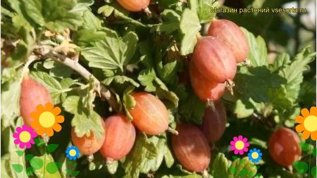 Крыжовник обыкновенный Машека. Краткий обзор, описание характеристик ribes uva crispa Masheka смотреть онлайн