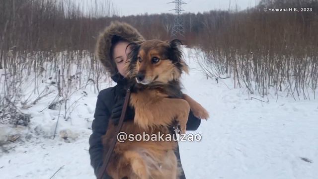 Маленький Беня из приюта «Щербинка» ищет хозяев! Проект помощи @sobakauzao смотреть онлайн